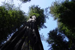Redwood Trees tower above in California's Redwood National Park