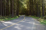 Road leading to the Hoh Rain Forest